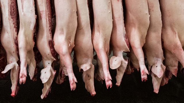 Halbierte Schweine hängen in einem Schlachthof. Halbierte Schweine hängen in einem Schlachthof.