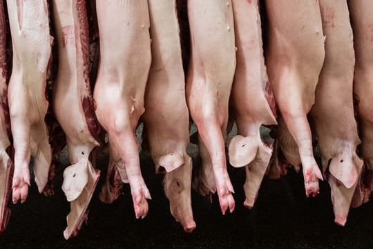 Halbierte Schweine hängen in einem Schlachthof.