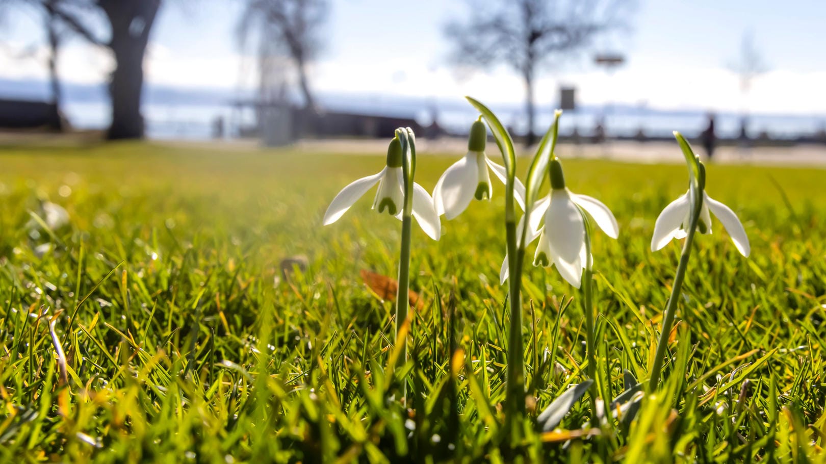 Schneeglöckchen in Friedrichshafen: Anfang der Woche steigen die Temperaturen auf sechs bis zwölf Grad.