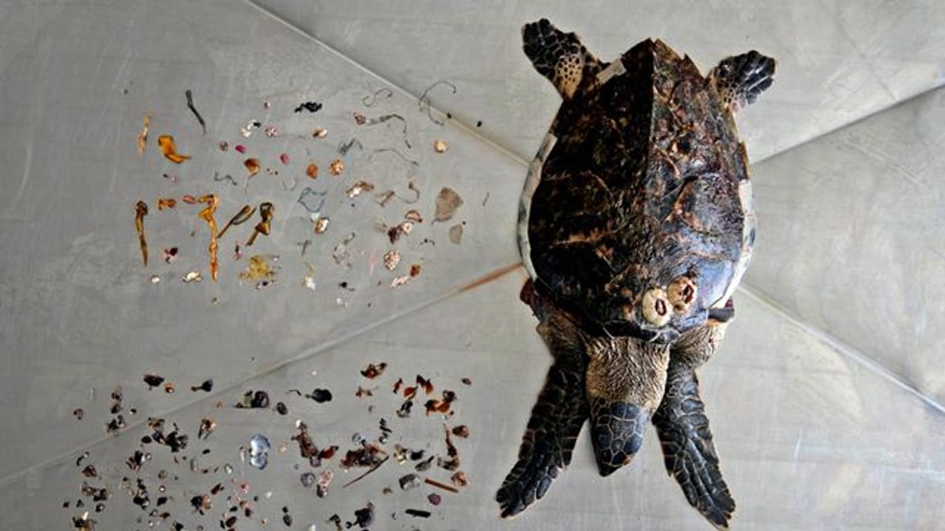 Eine Echte Karettschildkröte nach einer Autopsie zusammen mit Meeresmüll, den sie gefressen hat, vor allem Plastik (oben).