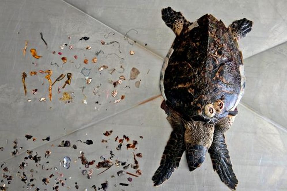 Eine Echte Karettschildkröte nach einer Autopsie zusammen mit Meeresmüll, den sie gefressen hat, vor allem Plastik (oben).