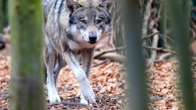 Zahl der toten Wölfe Zahl der toten Wölfe
