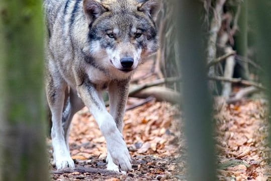 Zahl der toten Wölfe