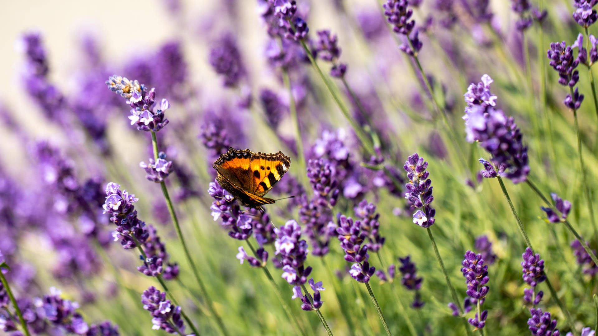 Lavendel: Die mediterrane Pflanze kommt mit zu viel Wasser gar nicht gut zurecht.