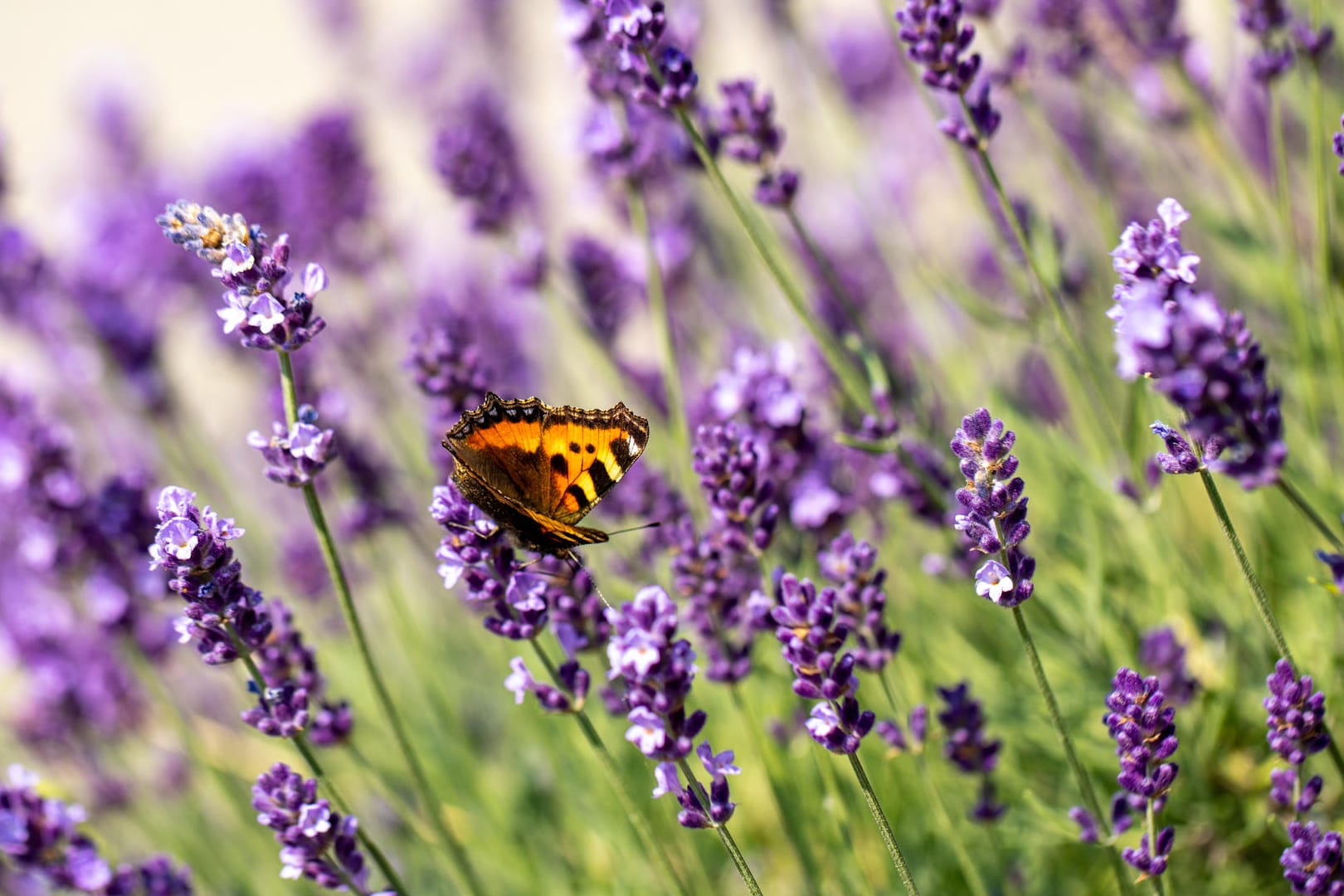 Lavendel: Die mediterrane Pflanze kommt mit zu viel Wasser gar nicht gut zurecht.