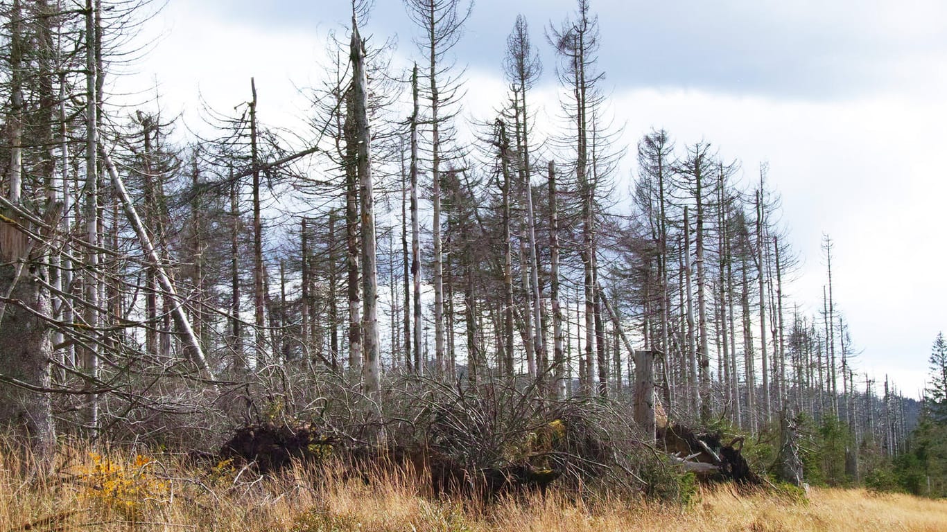 Baumsterben im Nationalpark Harz: Der Weltklimarat warnt eindringlich vor den Folgen der Klimakrise.