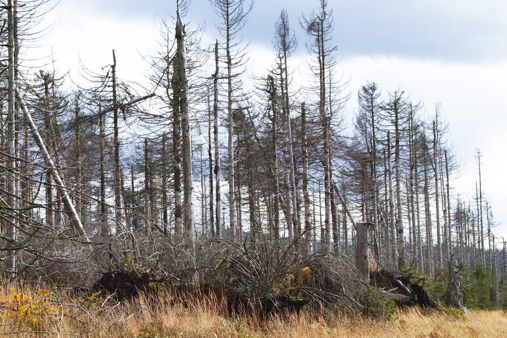 Baumsterben im Nationalpark Harz: Der Weltklimarat warnt eindringlich vor den Folgen der Klimakrise.
