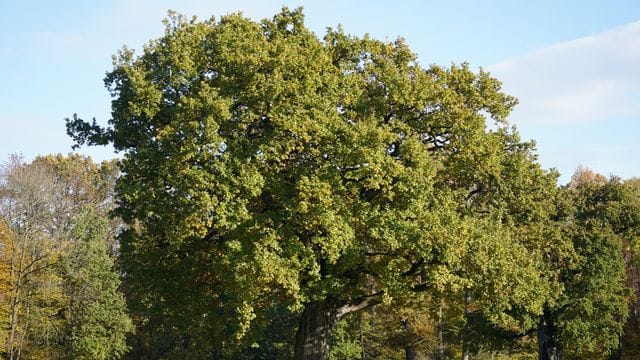 In Hamburg mehr Bäume gefällt als nachgepflanzt In Hamburg mehr Bäume gefällt als nachgepflanzt