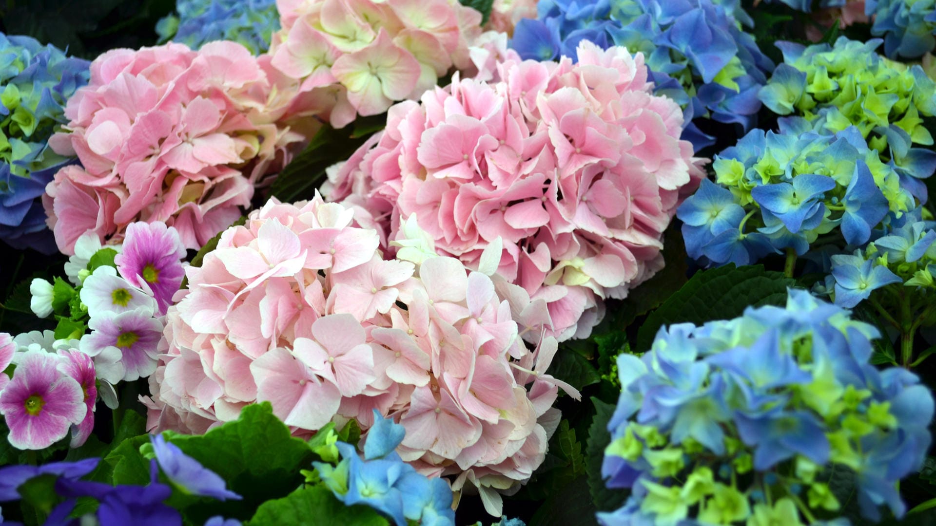 Hortensie: Eine nahezu endlose Blütezeit beschert die Sorte "Endless Summer".