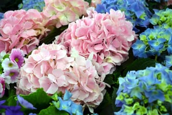 Hortensie: Eine nahezu endlose Blütezeit beschert die Sorte "Endless Summer".