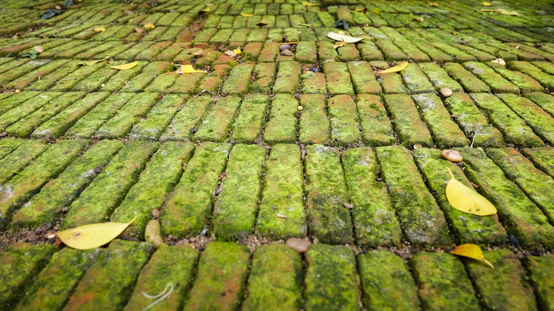 Grüner Belag: Moos auf Steinplatten muss im Frühjahr sehr mühevoll entfernt werden.