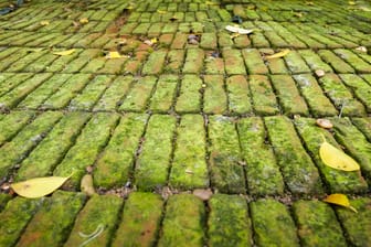 Grüner Belag: Moos auf Steinplatten muss im Frühjahr sehr mühevoll entfernt werden.