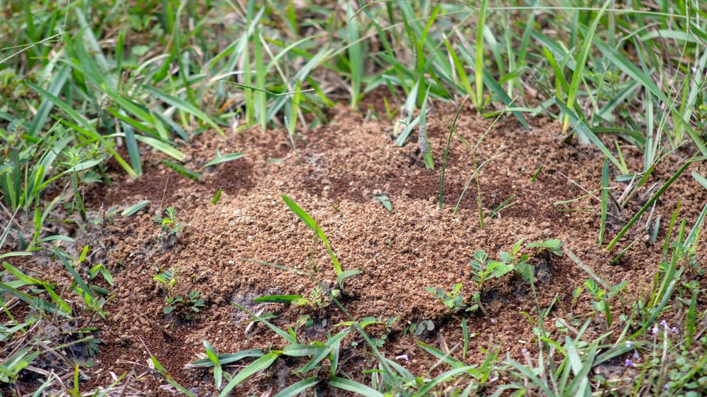 Insekten: Ist der Rasen von Ameisen befallen, kann er auf Dauer darunter leiden.