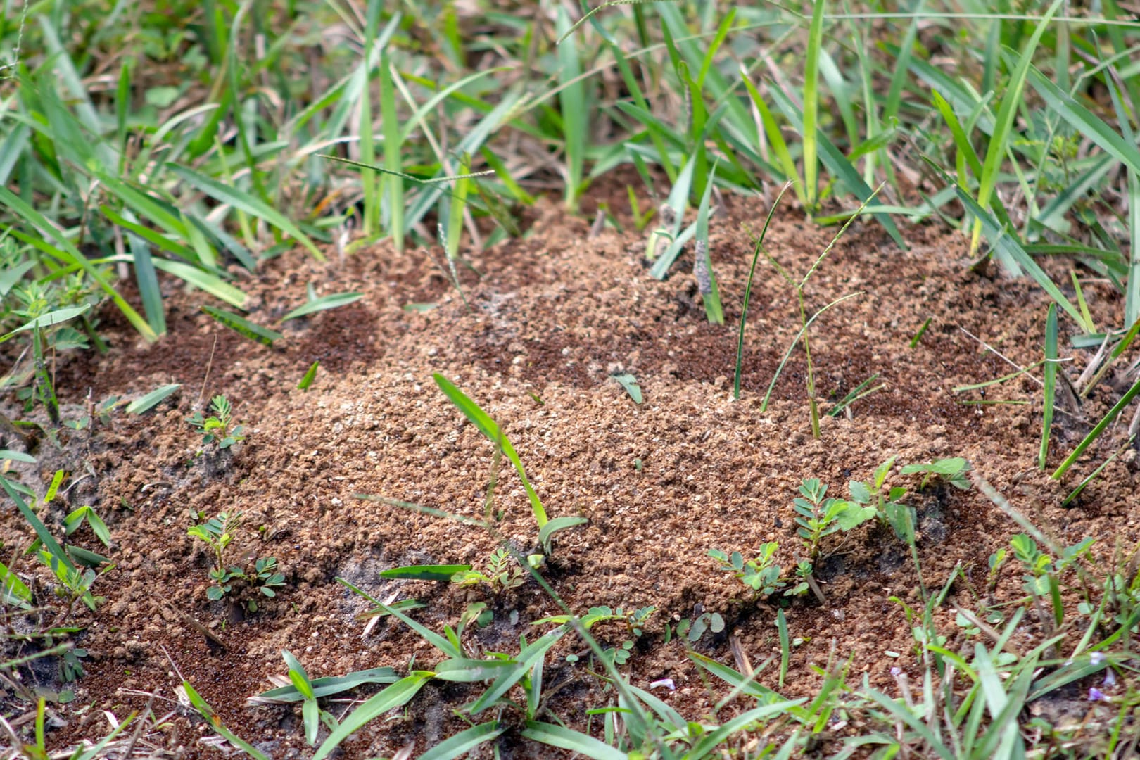 Insekten: Ist der Rasen von Ameisen befallen, kann er auf Dauer darunter leiden.