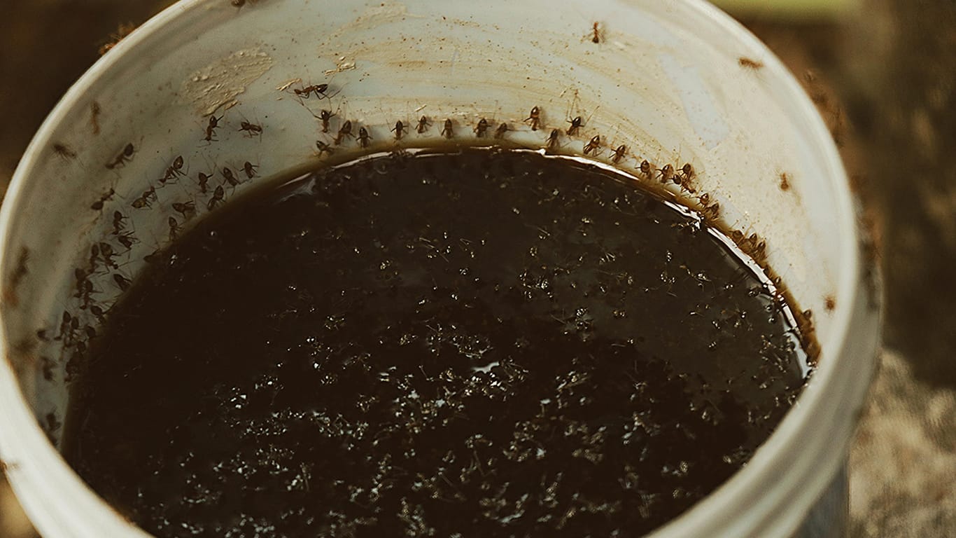 Kaffee: Mögen Ameisen wirklich keinen Kaffee?