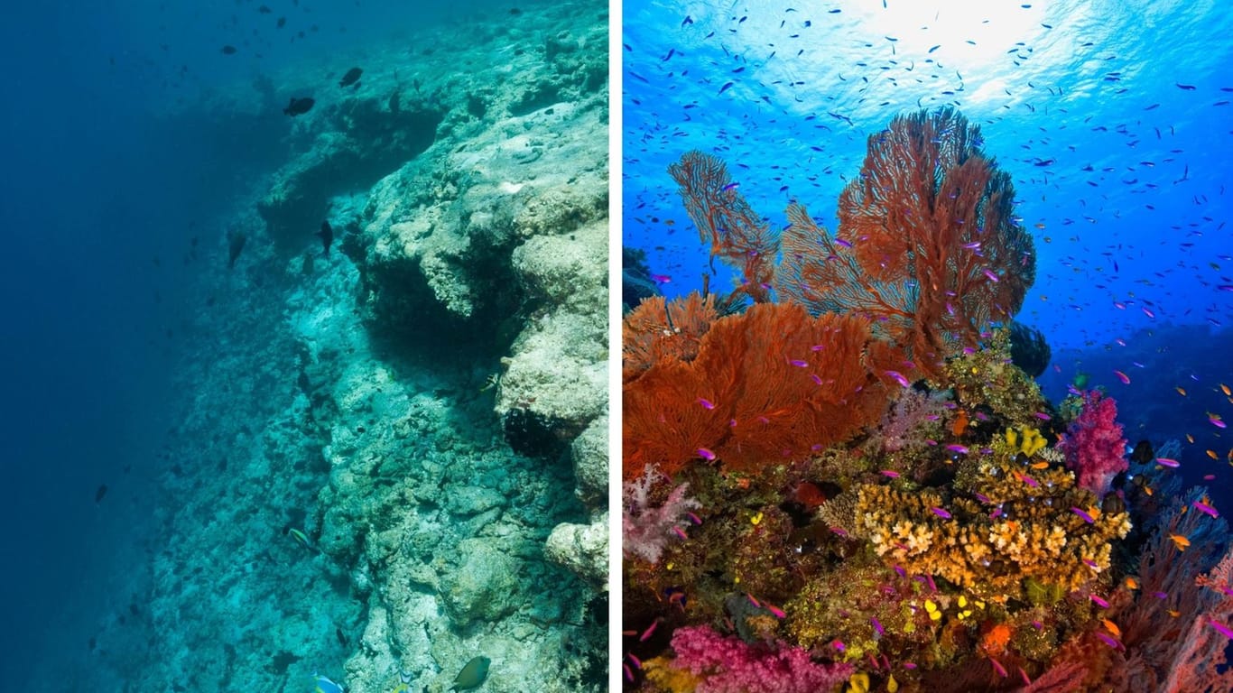 Ein ausgebleichtes Korallenriff vor den Malediven und ein gesundes Riff mit verschiedenen Korallenarten: Diese Lebensräume sind neben Regenwäldern die artenreichsten der Welt. Wird das Wasser zu warm, verkalken die Korallen und können den Meeresbewohnern keinen Lebensraum mehr bieten.