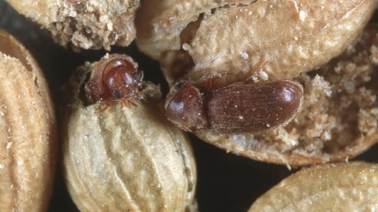 Brotkäfer: Die Schädlinge sind bei der Nahrung nicht wählerisch – hier haben sie Koriandersamen befallen.