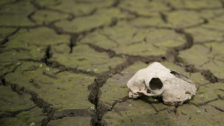 Ein Tierschädel in einem ausgetrockneten Wasserreservoir nahe der englischen Stadt Bolton: Durch den Klimawandel werden Dürren und Hitzewellen auch in Europa häufiger und intensiver.