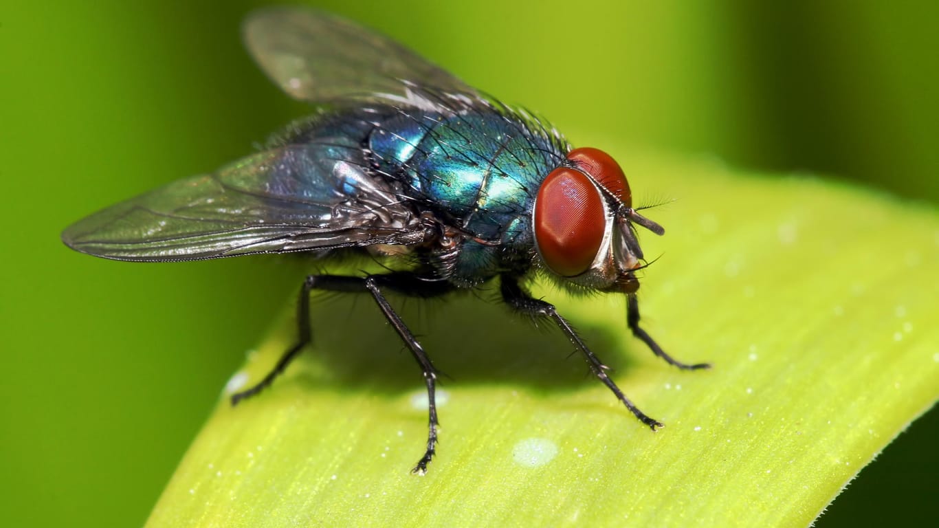 Fliegen: Die Schädlinge können Krankheiten übertragen.