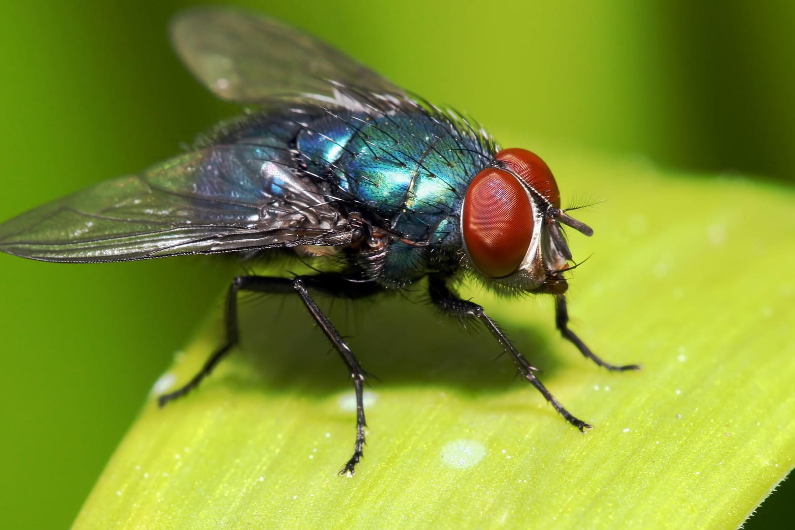 Fliegen: Die Schädlinge können Krankheiten übertragen.