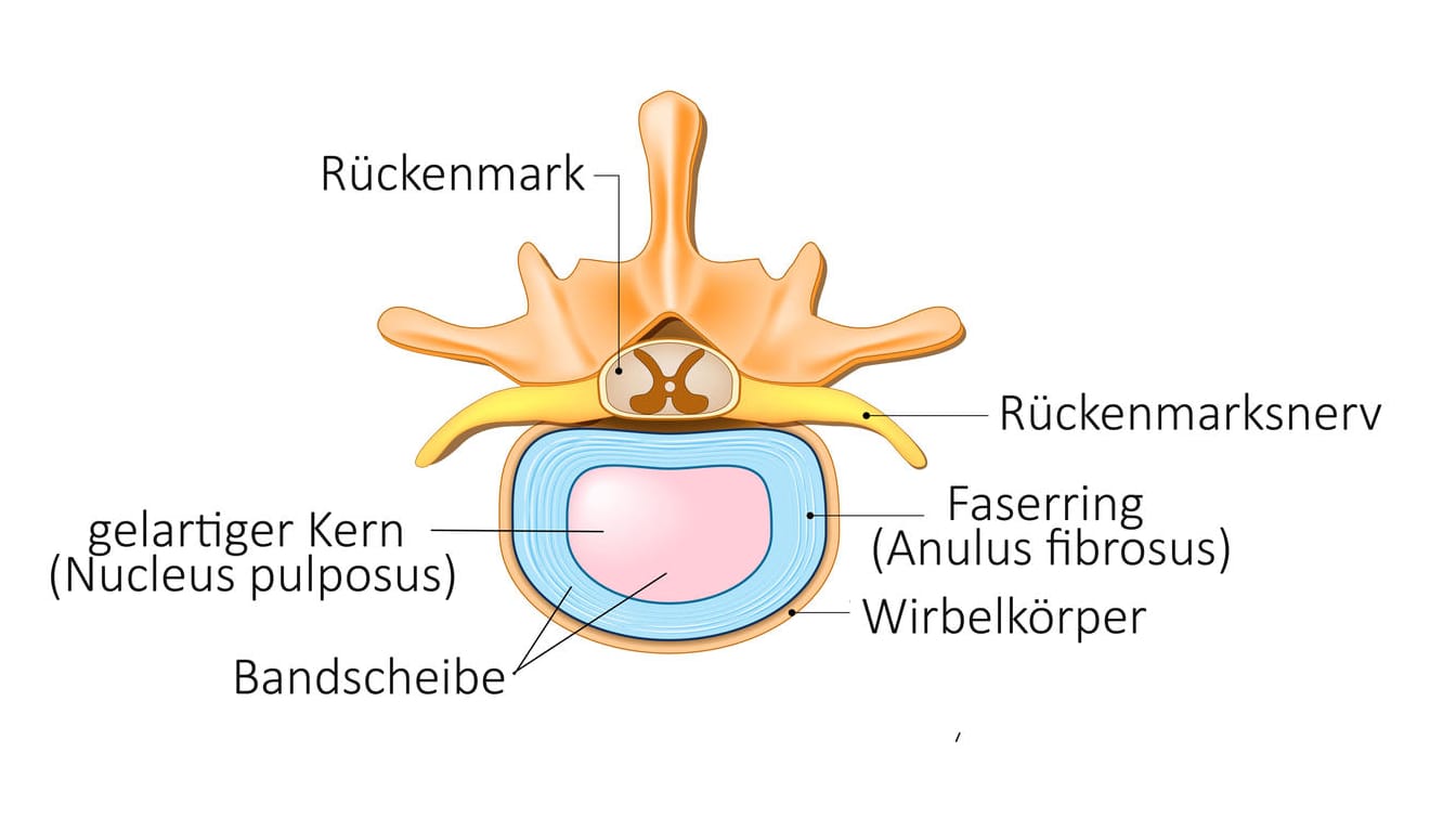 Anatomische Darstellung von Wirbel und Bandscheibe (Blick von oben).