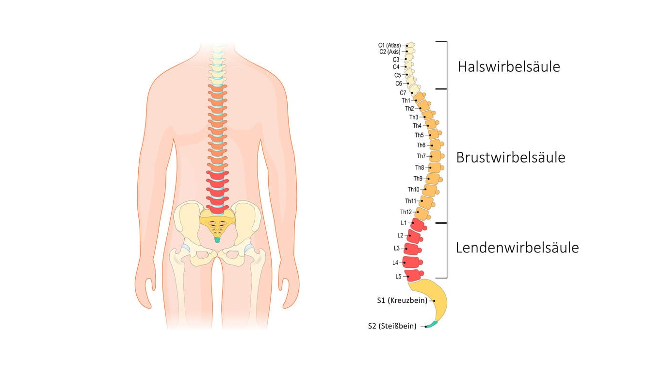 Anatomie der Wirbelsäule.