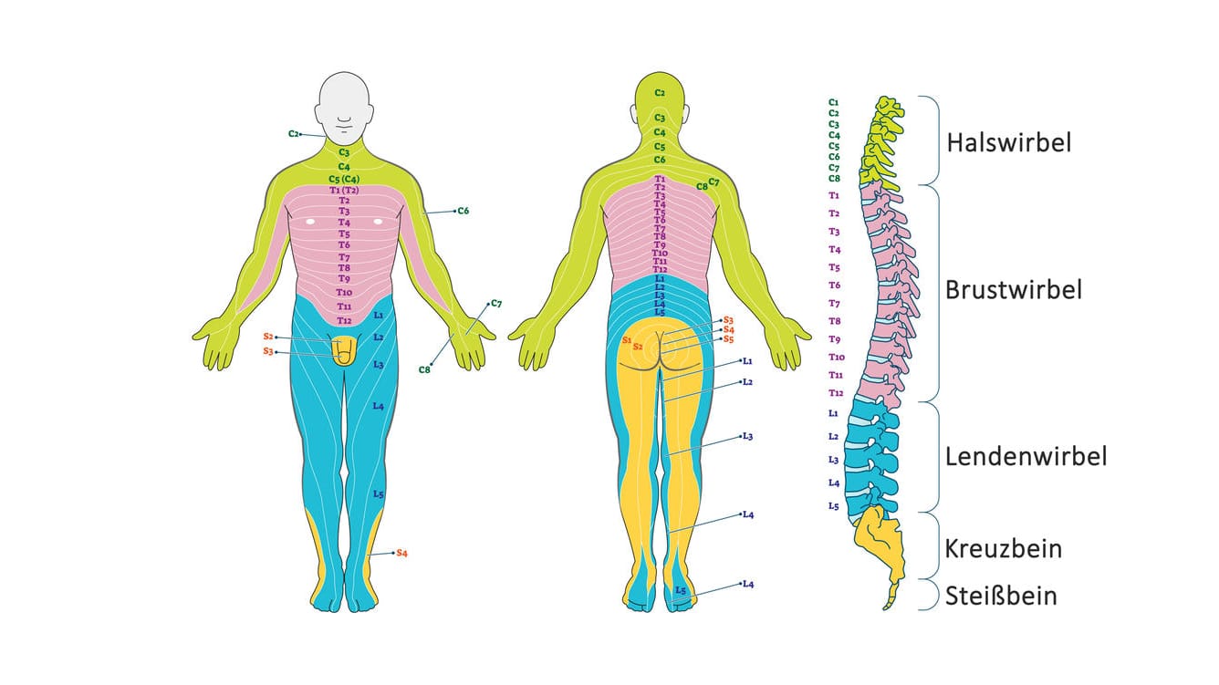 Grafische Darstellung Dermatome.