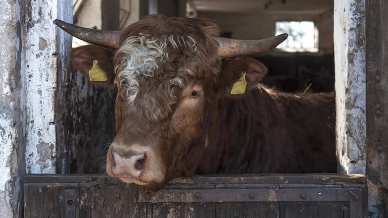 Stier (Symbolbild): Das Tier verletzte den Hofbesitzer tödlich.