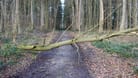 Ein umgestürzter Baum liegt auf einem Waldweg (Symbolbild): Die Stürme im Februar haben nach Schätzungen 480 Hektar Wald beschädigt.