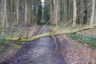 Ein umgestürzter Baum liegt auf einem Waldweg (Symbolbild): Die Stürme im Februar haben nach Schätzungen 480 Hektar Wald beschädigt.