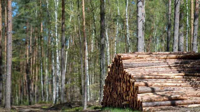 Rohholz von Kiefern und Fichten ist besonders teuer geworden.