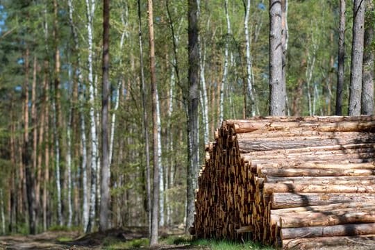 Rohholz von Kiefern und Fichten ist besonders teuer geworden.