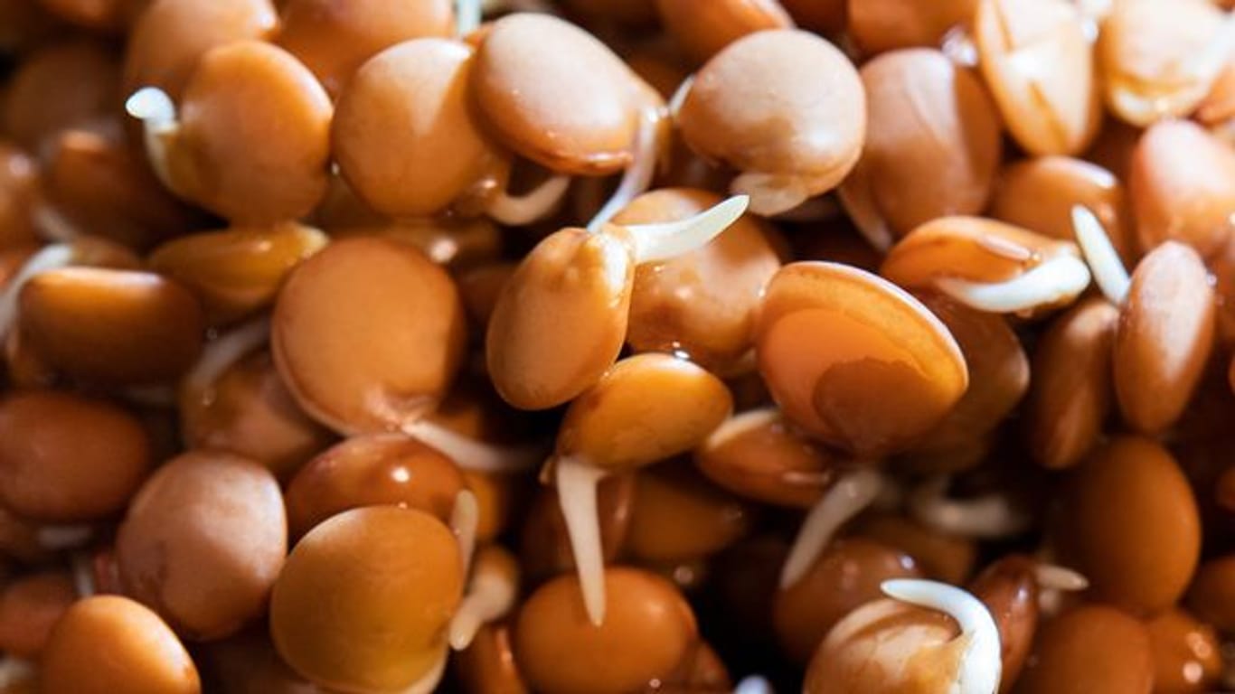 Keimlinge von Hülsenfrüchten machen sich etwa als Topping auf dem Salat gut.