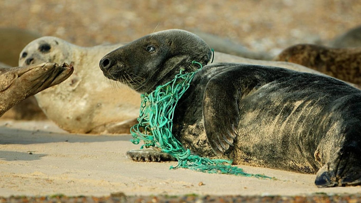 Eine Robbe mit einem Fischernetz um den Hals liegt an einem Strand in Norfolk, England: Für Meeressäuger können Fischernetze und Plastikschlingen zur tödlichen Gefahr weden.