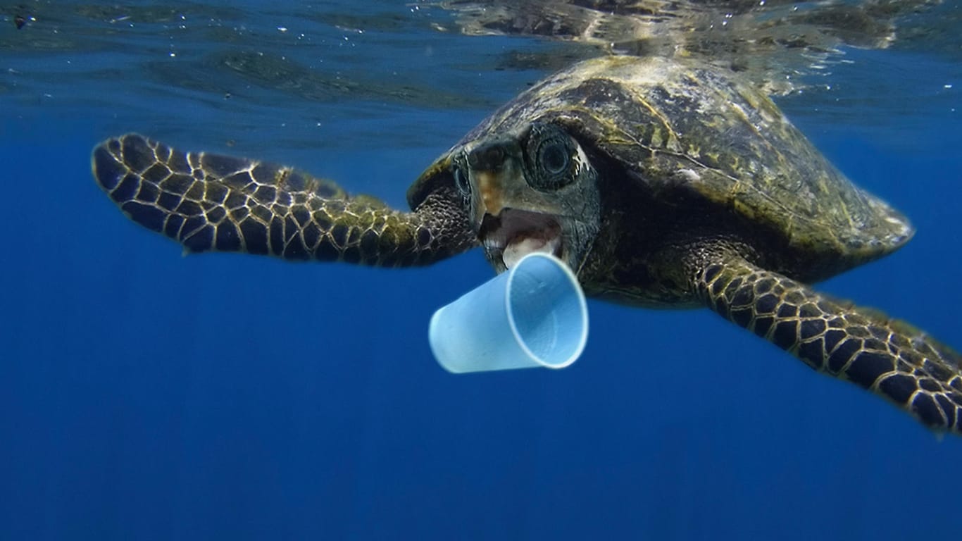 Vor der portugiesischen Küste versucht eine Schildkröte in einen Plastikbecher zu beißen: Jährlich werden weltweit rund 400 Millionen Tonnen Plastikmüll produziert. Viel davon landet in den Meeren.