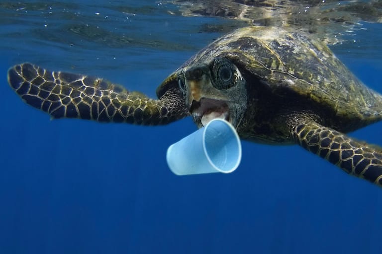 Vor der portugiesischen Küste versucht eine Schildkröte in einen Plastikbecher zu beißen: Jährlich werden weltweit rund 400 Millionen Tonnen Plastikmüll produziert. Viel davon landet in den Meeren.