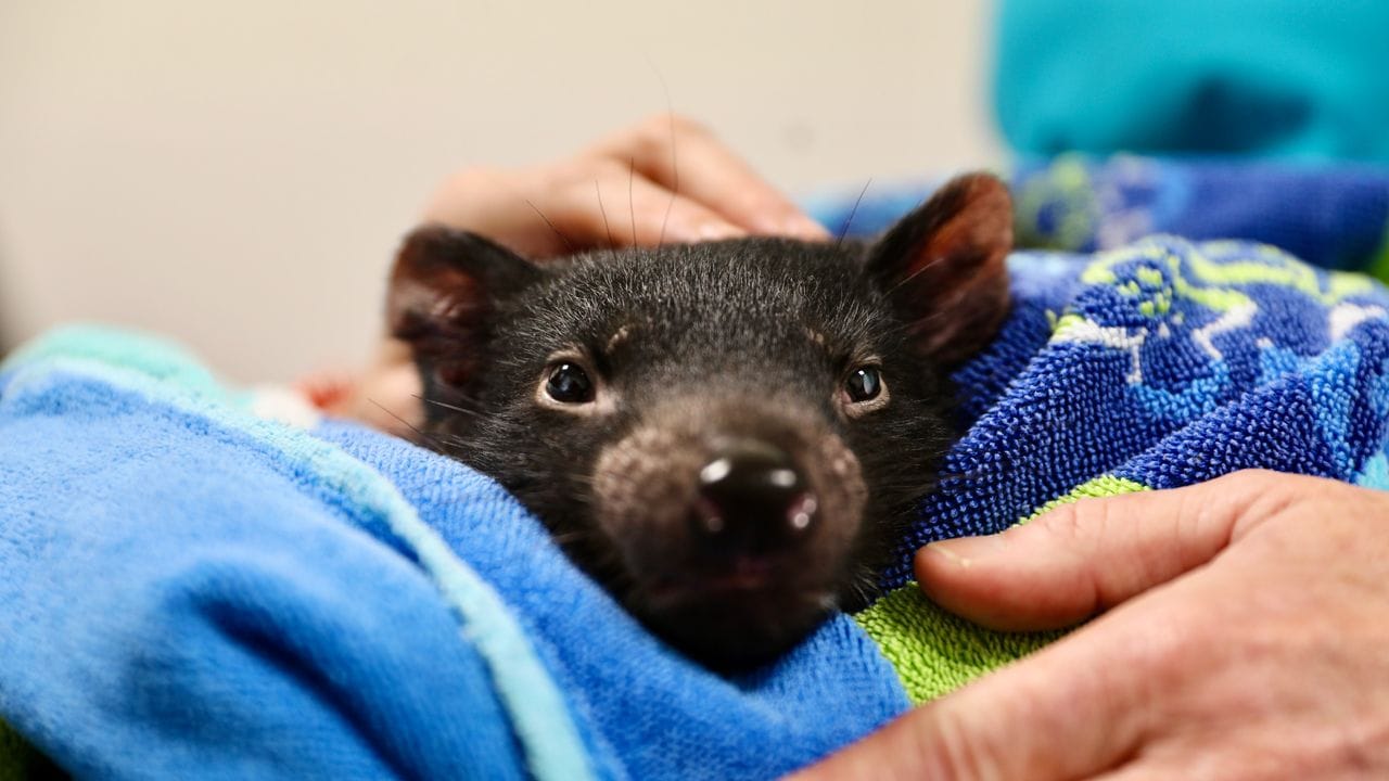 Tierärzte in Australien haben erstmals eine Katarakt-Operation bei einem Tasmanischen Teufel durchgeführt. Tierärzte in Australien haben erstmals eine Katarakt-Operation bei einem Tasmanischen Teufel durchgeführt.