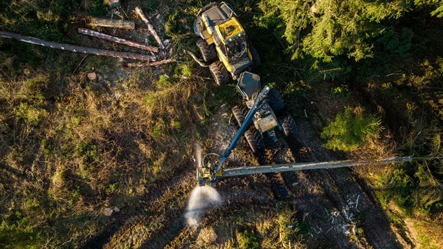 Gefahr nach Sturm für Wälder