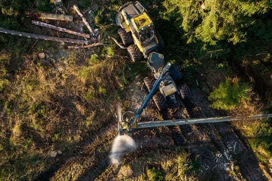 Gefahr nach Sturm für Wälder