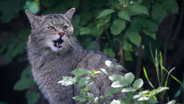 Wildkatze Wildkatze
