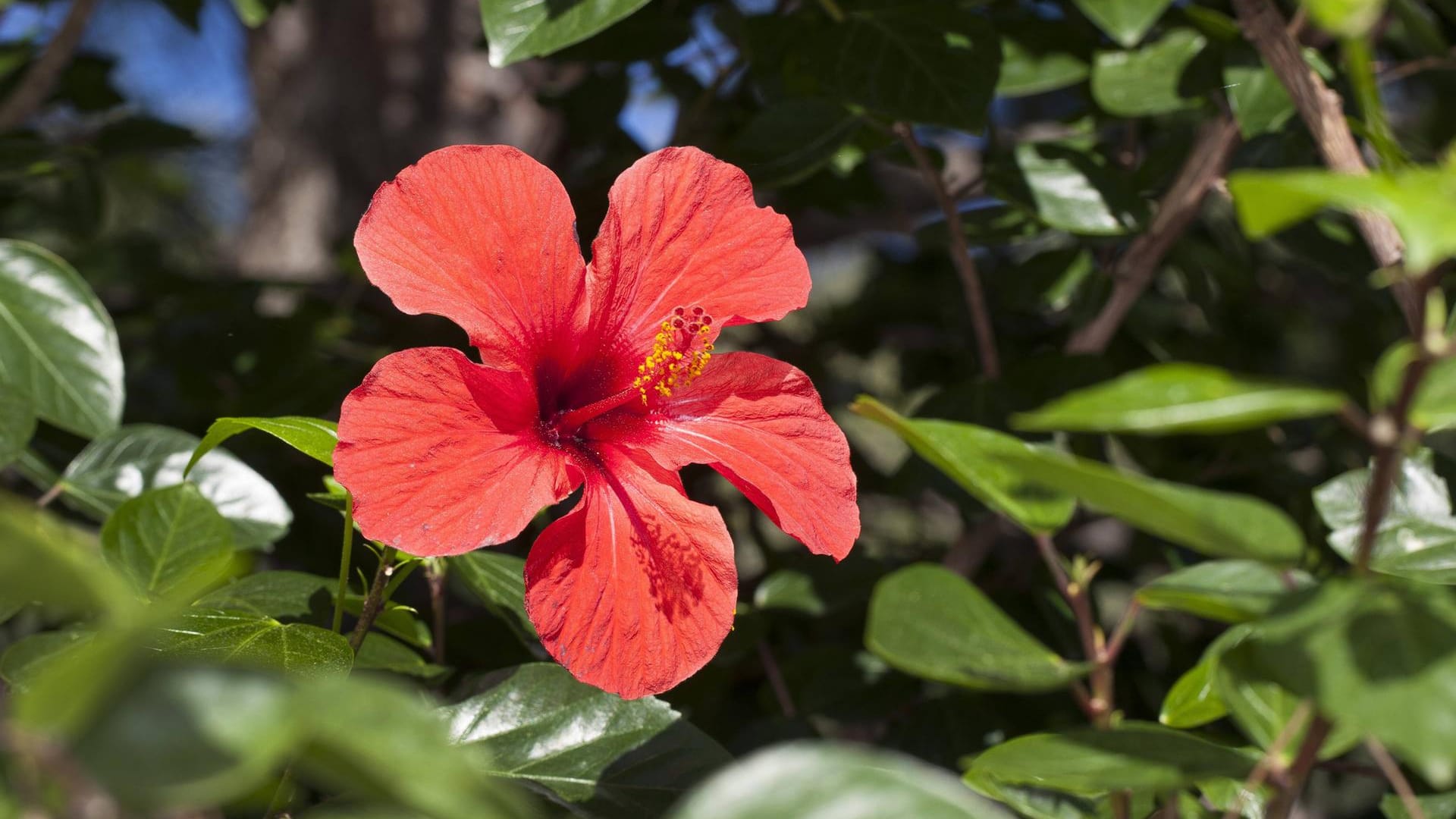 Hibiskus: Beim Chinesischen Roseneibisch ist der Frühling der optimale Zeitpunkt für die Stecklingsvermehrung.