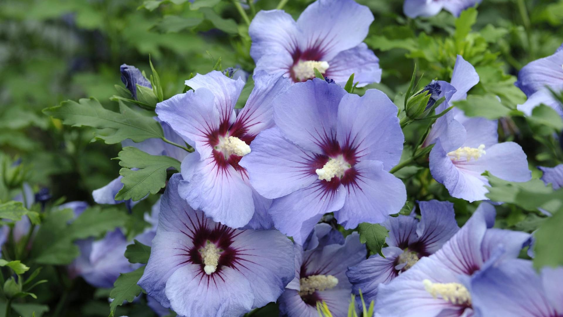 Pflanzenvermehrung: Nutzen Sie den Frühling und Sommer, um durch Stecklinge neue Hibiskuspflanzen zu gewinnen.