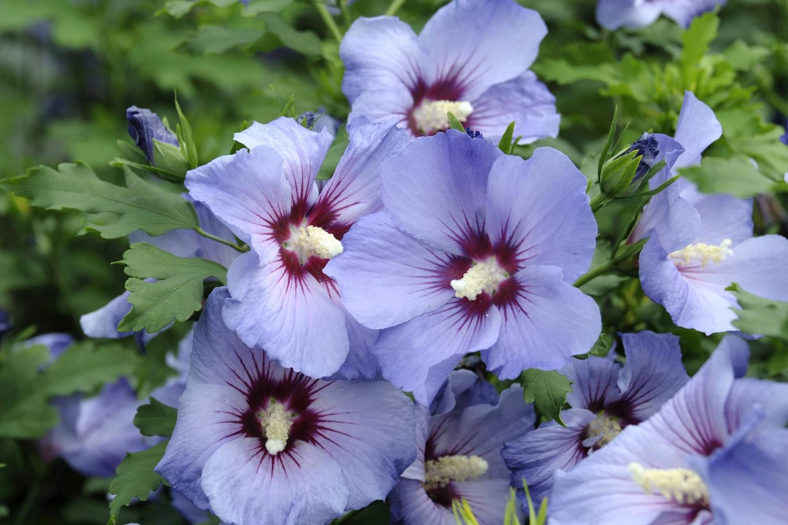 Pflanzenvermehrung: Nutzen Sie den Frühling und Sommer, um durch Stecklinge neue Hibiskuspflanzen zu gewinnen.