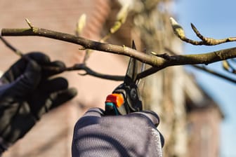Die richtige Gartenschere erleichtert die Gartenarbeit im Frühling.