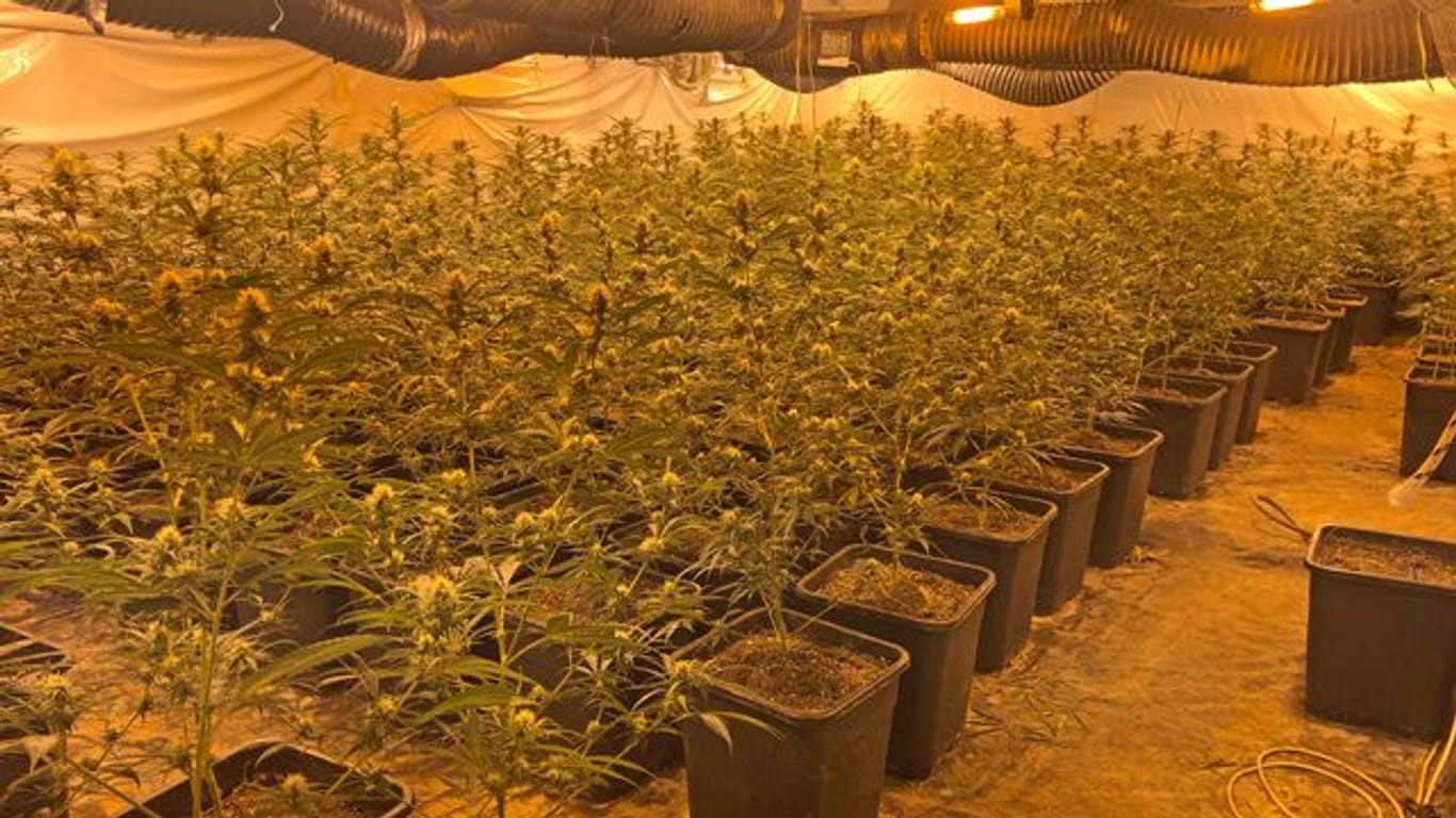 Polizei entdeckt eine riesige Cannabis-Plantage