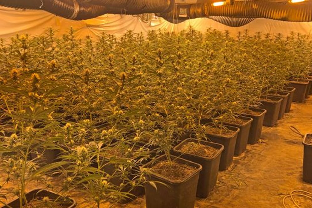 In einem Wohnhaus in Düsseldorf hat die Polizei eine riesige Cannabis-Plantage entdeckt.