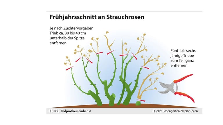 Frühjahrsschnitt an Strauchrosen: Der Wuchs der Strauchrosen ist in einer bestimmten Höhe im optimalen Gleichgewicht.
