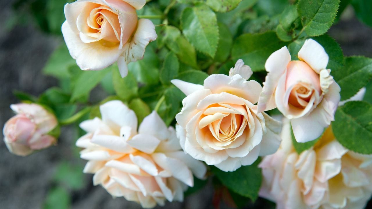 Der Schnitt im Frühling sichert langfristig eine prächtige Rosenblüte.