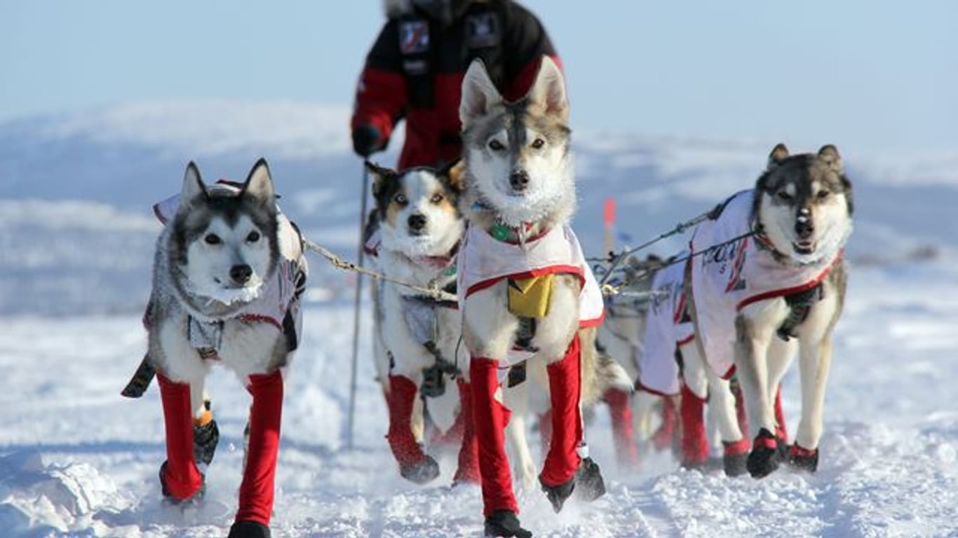 Aliy Zirkle, US-amerikanische Hundemusherin, mit ihren Hunden auf dem Weg nach Shaktoolik.