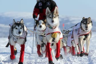 Aliy Zirkle, US-amerikanische Hundemusherin, mit ihren Hunden auf dem Weg nach Shaktoolik.